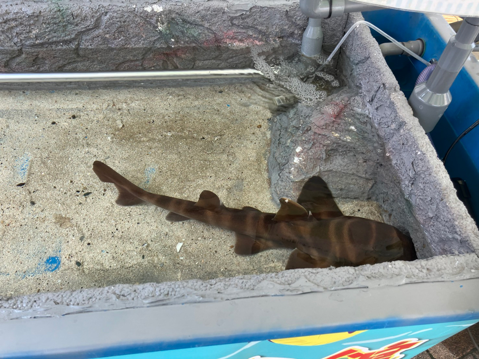 🌊✨小さな移動水族館【ふれあいアクアパーク】🐡💦